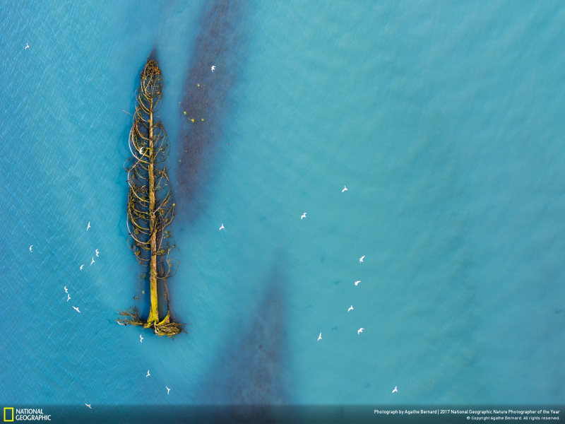 Illustration for article titled Las fotos ganadoras del concurso anual de National Geographic muestran un planeta tan hermoso que no lo merecemos